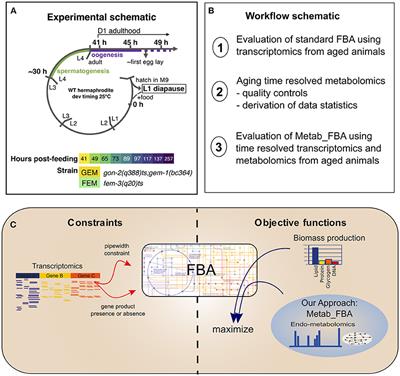 Multi-Omics and Genome-Scale Modeling Reveal a Metabolic Shift During C. elegans Aging